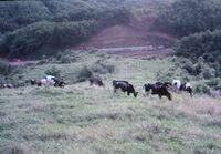 山に牛が放牧されている。奥の方では何かの工事をしている。