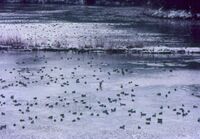 雪が積もった池を鳥が泳いでいる。