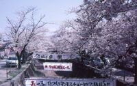 桜が立ち並ぶ川に祭りの飾り付けがされている。
